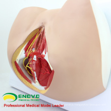 SELL 12462 Life Size Anatomy and Biology Education Female Perineum Model